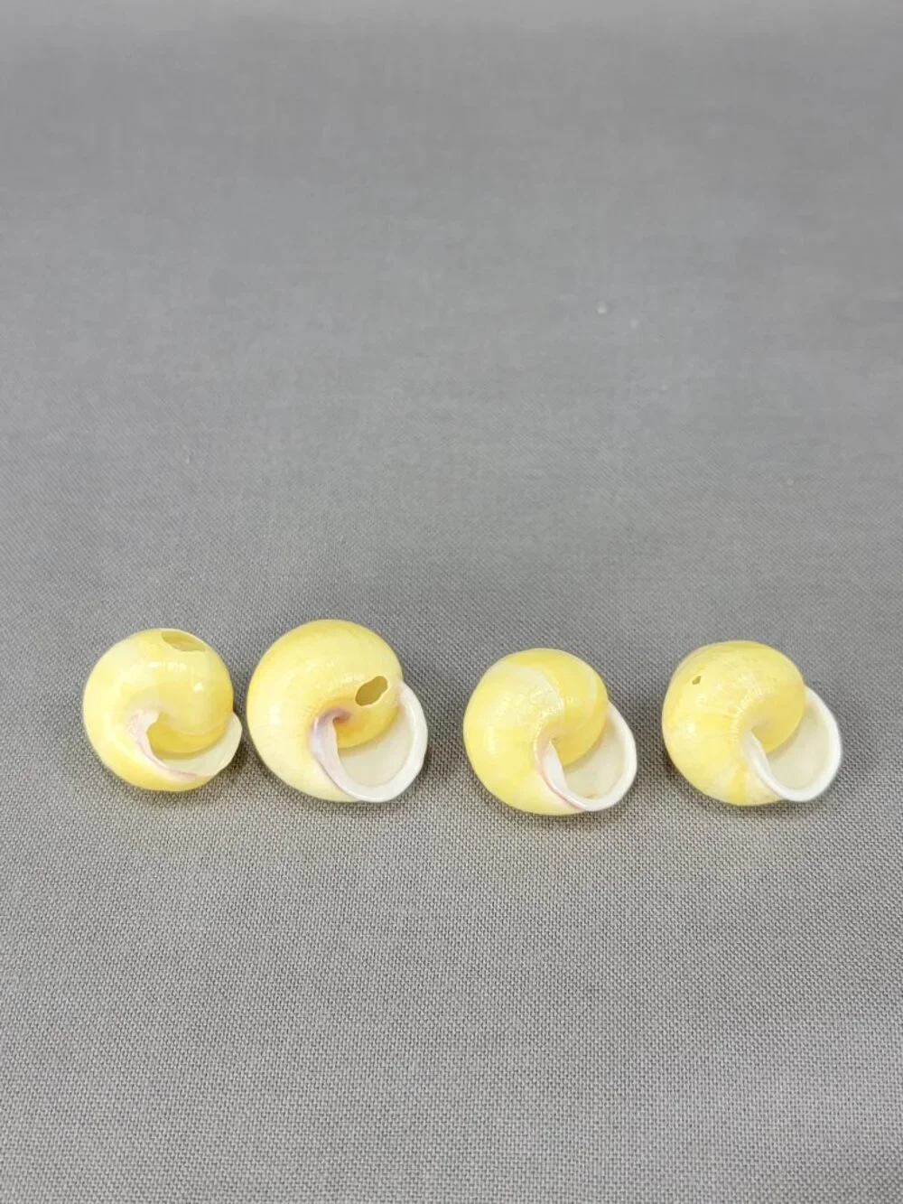 Yellow Banded Land Snail Shells Lot of 4 Decor Crafts